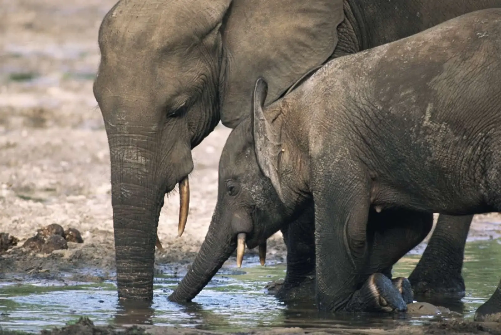 Afrikanische Waldelefanten, © by naturepl.com/ James Aldred/ WWF-Canon Afrikanische Waldelefanten, © by naturepl.com/ James Aldred/ WWF-Canon