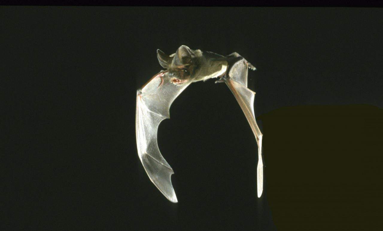 Geheimnisvolle Fledermäuse - WWF Österreich