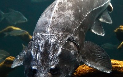 Kaviar essen: Legal, illegal, ganz egal?