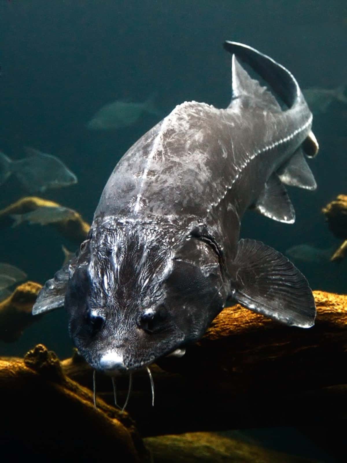 Beluga