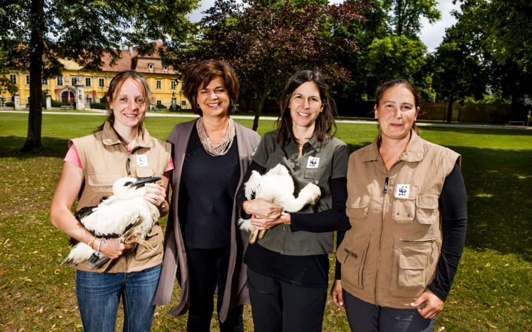 Ringe für Meister Adebar: Marchegger Störche bekommen erstmals Ringe