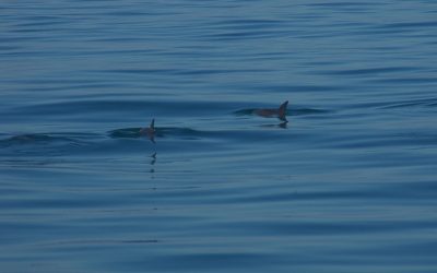 WWF: Seltenstes Meeressäugetier darf überleben