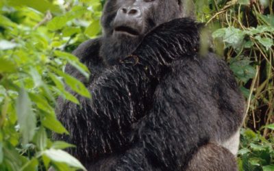 Virunga: Schwarzer Fluch über Afrikas Himmel
