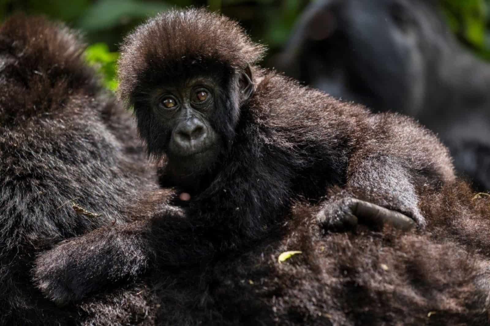 Gorilla © Brent Stirton