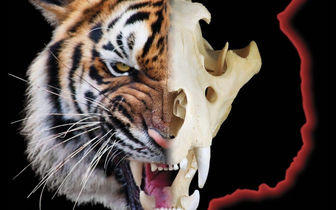 Neue WWF-Studie beweist: Welterbe-Status schützt nicht vor Zerstörung