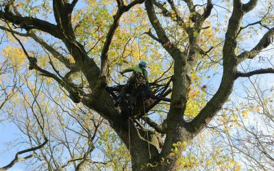 Neue „Kinderzimmer“ für Störche, Milane und Adler in luftiger Höhe