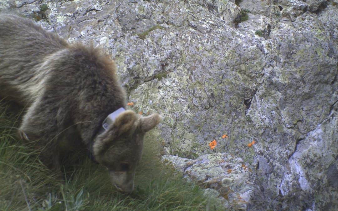 Zurück in die Wildnis mit Bärin Masha