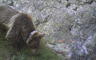 Zurück in die Wildnis mit Bärin Masha