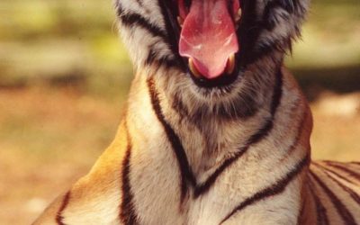 WWF mit Tiger-Ausstellung für drei Tage in St. Pölten