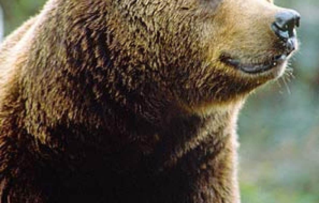 WWF: Respektabstand zu "Bärenbrüdern" einhalten