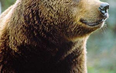 WWF: Respektabstand zu "Bärenbrüdern" einhalten