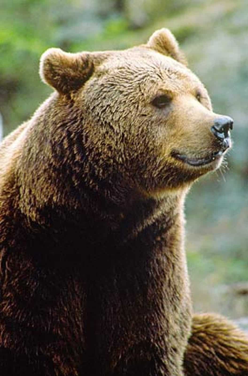 Braunbär (Ursus arctos)