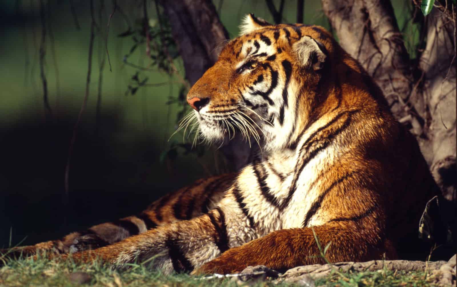 Indischer Tiger, © by Martin Harvey_WWF-Canon