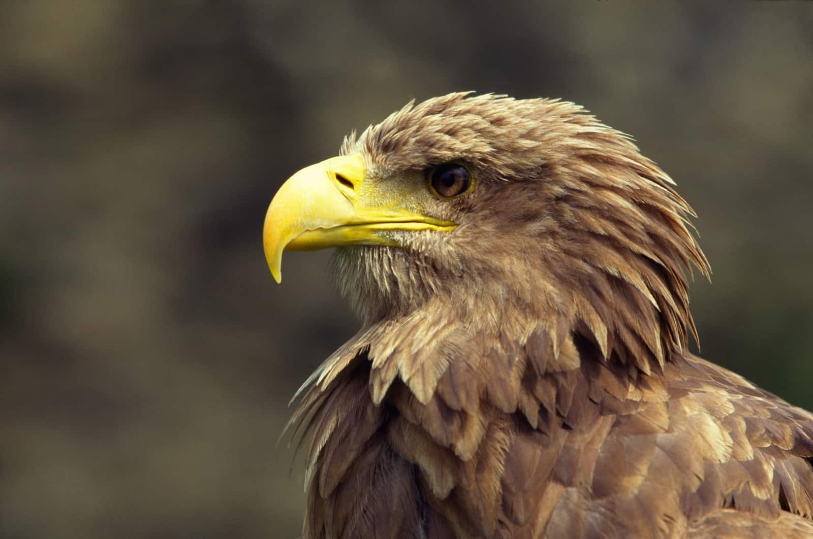 Seeadler, © by G.Zimmert/4nature Seeadler, © by G.Zimmert/4nature