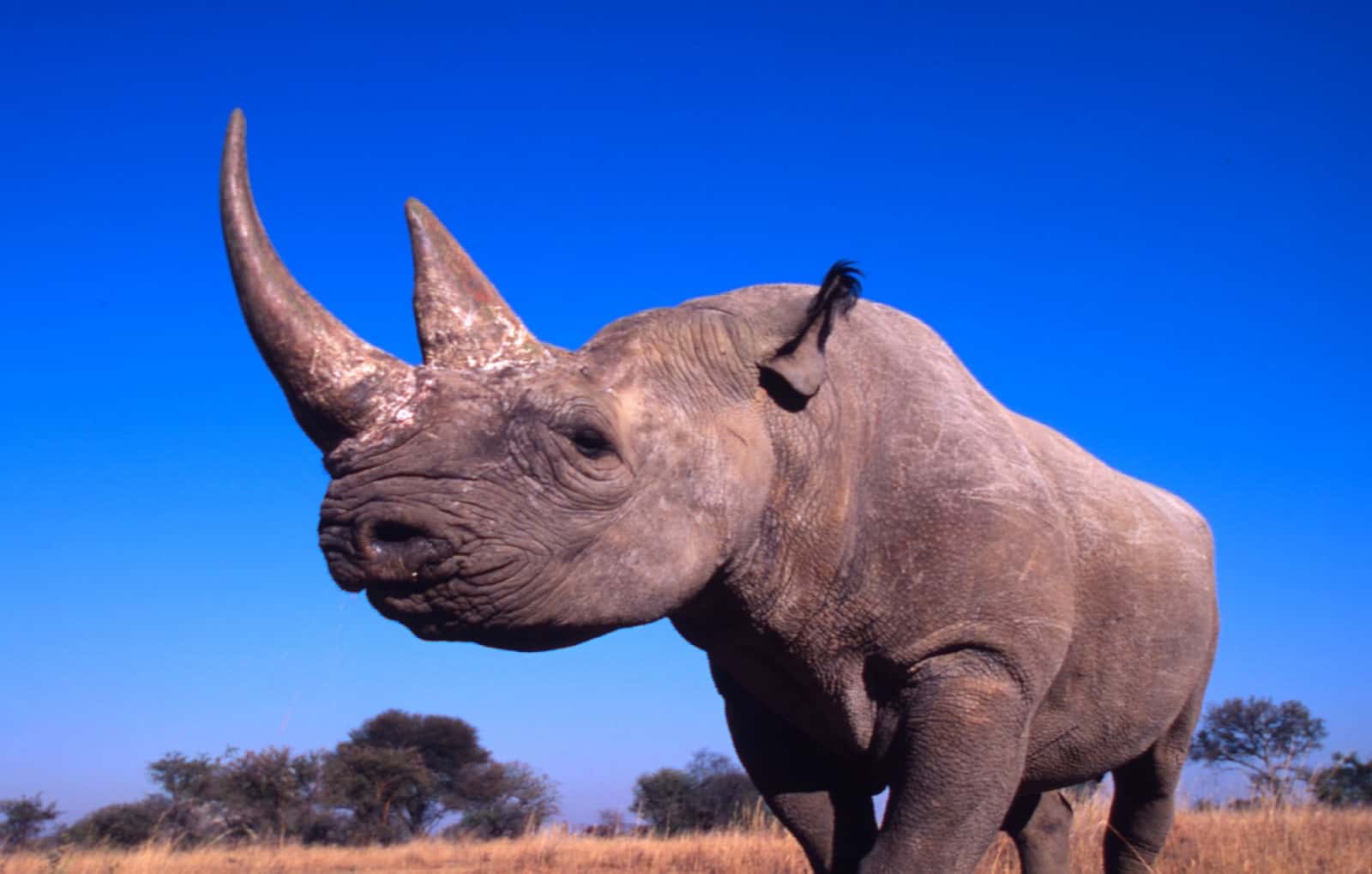 Afrikanisches Nashorn , © by Martin Harvey / WWF-Canon Afrikanisches Nashorn , © by Martin Harvey / WWF-Canon