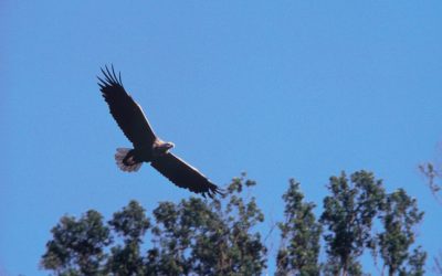 „Stummer Frühling“ und kein Ende!