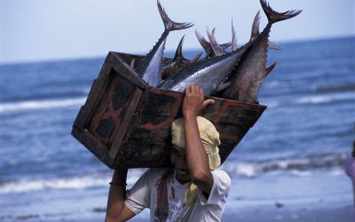 John West und der WWF sensibilisieren Verbraucher in Österreich für nachhaltige Fischerei