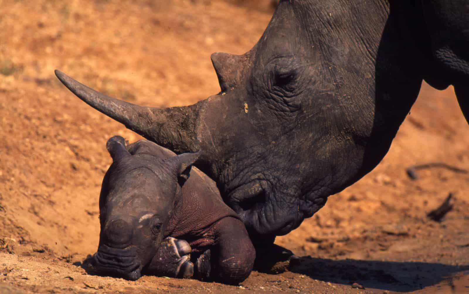 Breitmaulnashorn, © by Martin Harvey/ WWF-Canon Breitmaulnashorn, © by Martin Harvey/ WWF-Canon