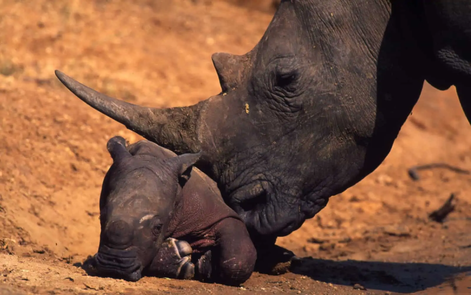 Breitmaulnashorn, © by Martin Harvey/ WWF-Canon Breitmaulnashorn, © by Martin Harvey/ WWF-Canon