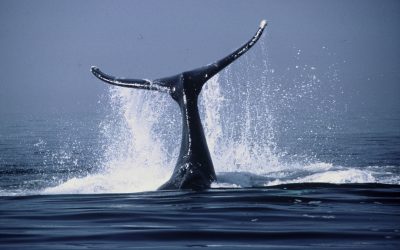 Die Sprache der Wale