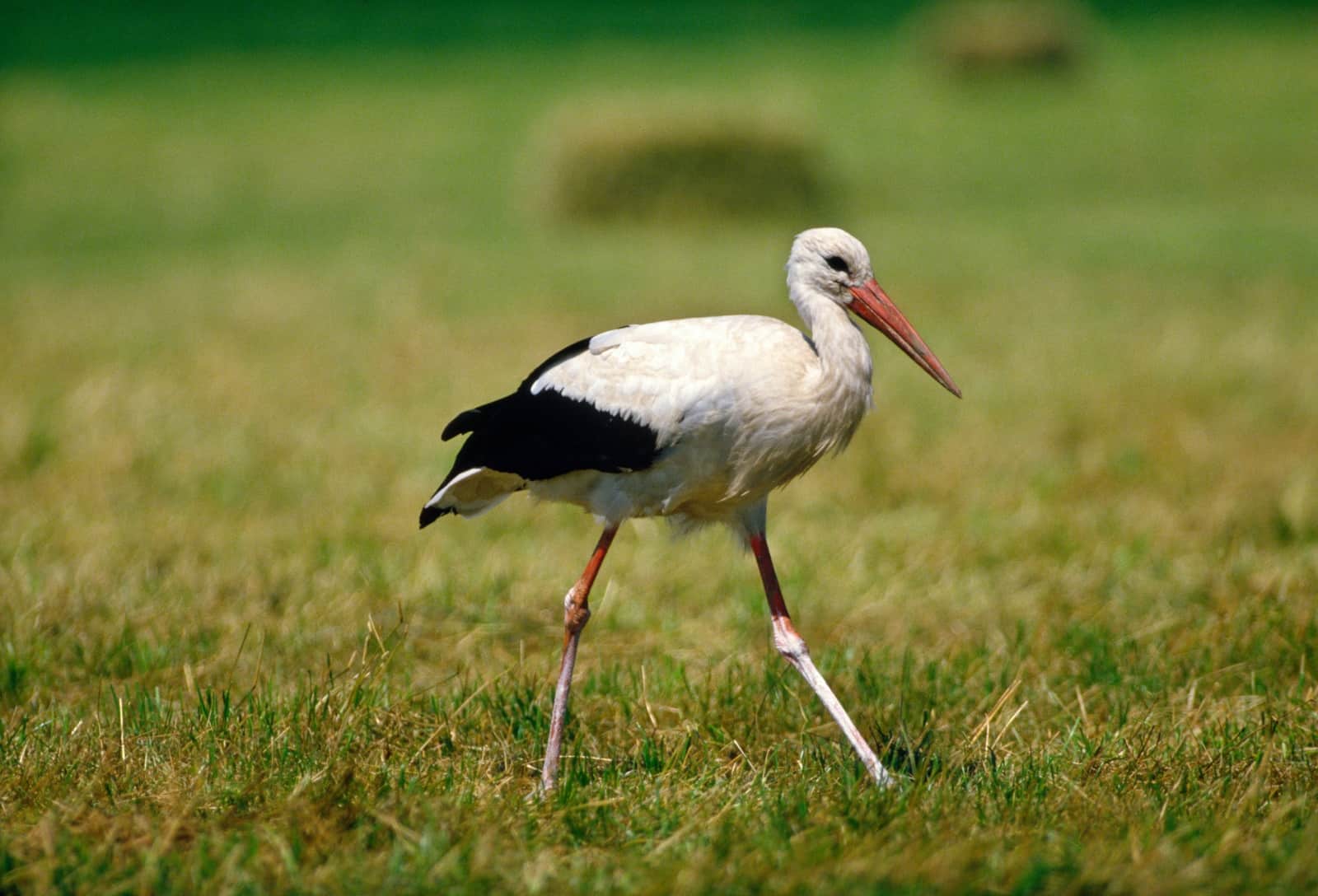 Storch in Wiese (c) Bajohr 4nature