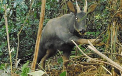 Rekord: WWF entschärft fast 5.000 tödliche Fallen in Vietnam