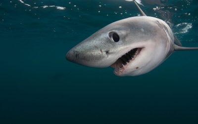 Kniefall von Doha: WWF zutiefst enttäuscht von Artenschutzkonferenz