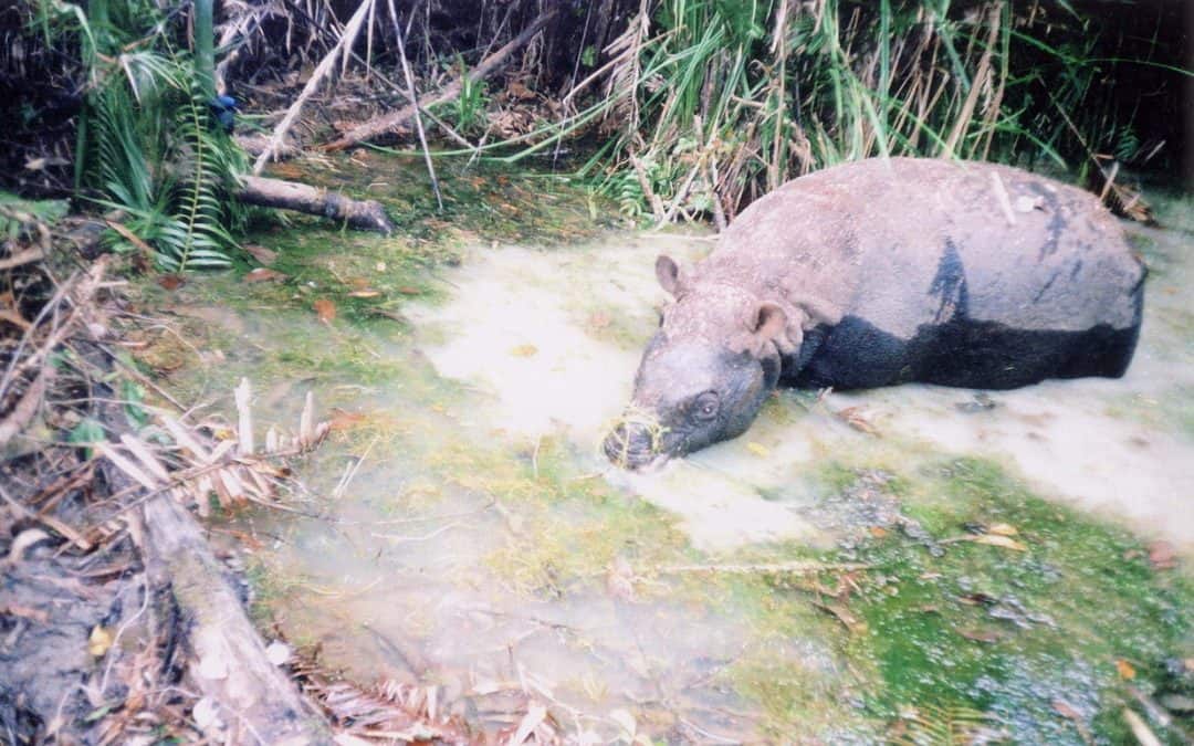 Wilderei: 20.000 Fallen in Vietnams Top-Nationalpark