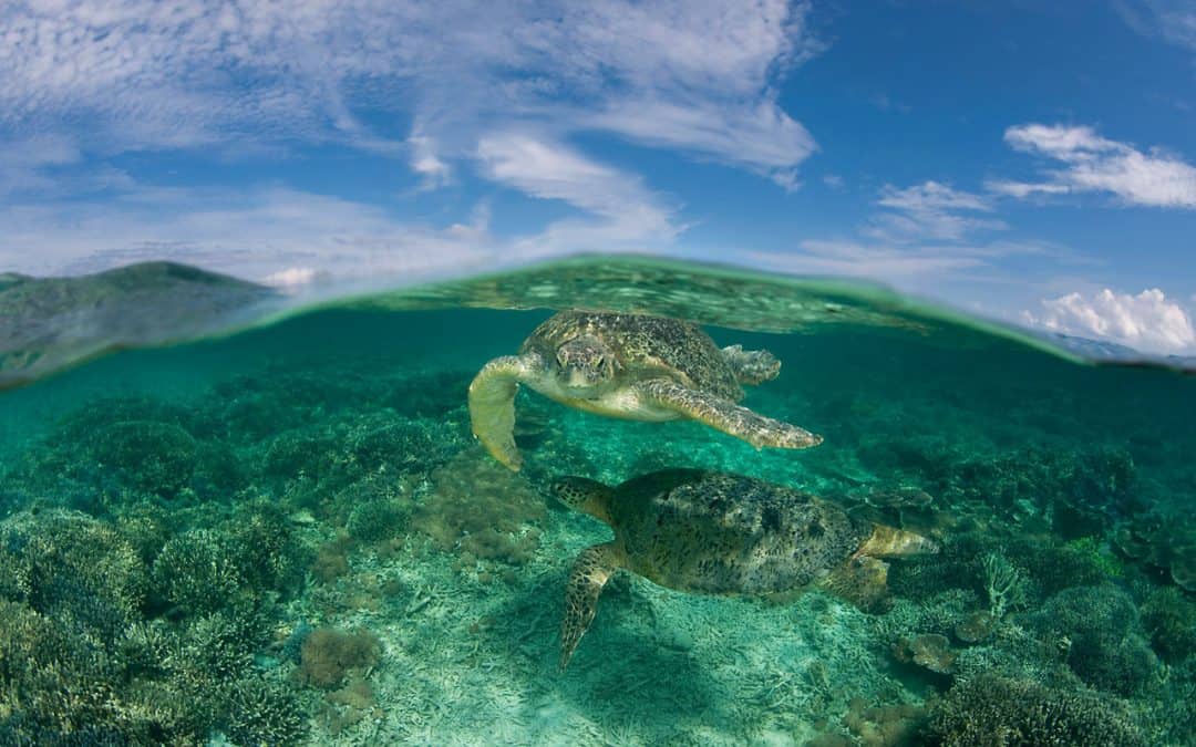 Welt-Schildkrötentag: Schutzlos im Suppentopf