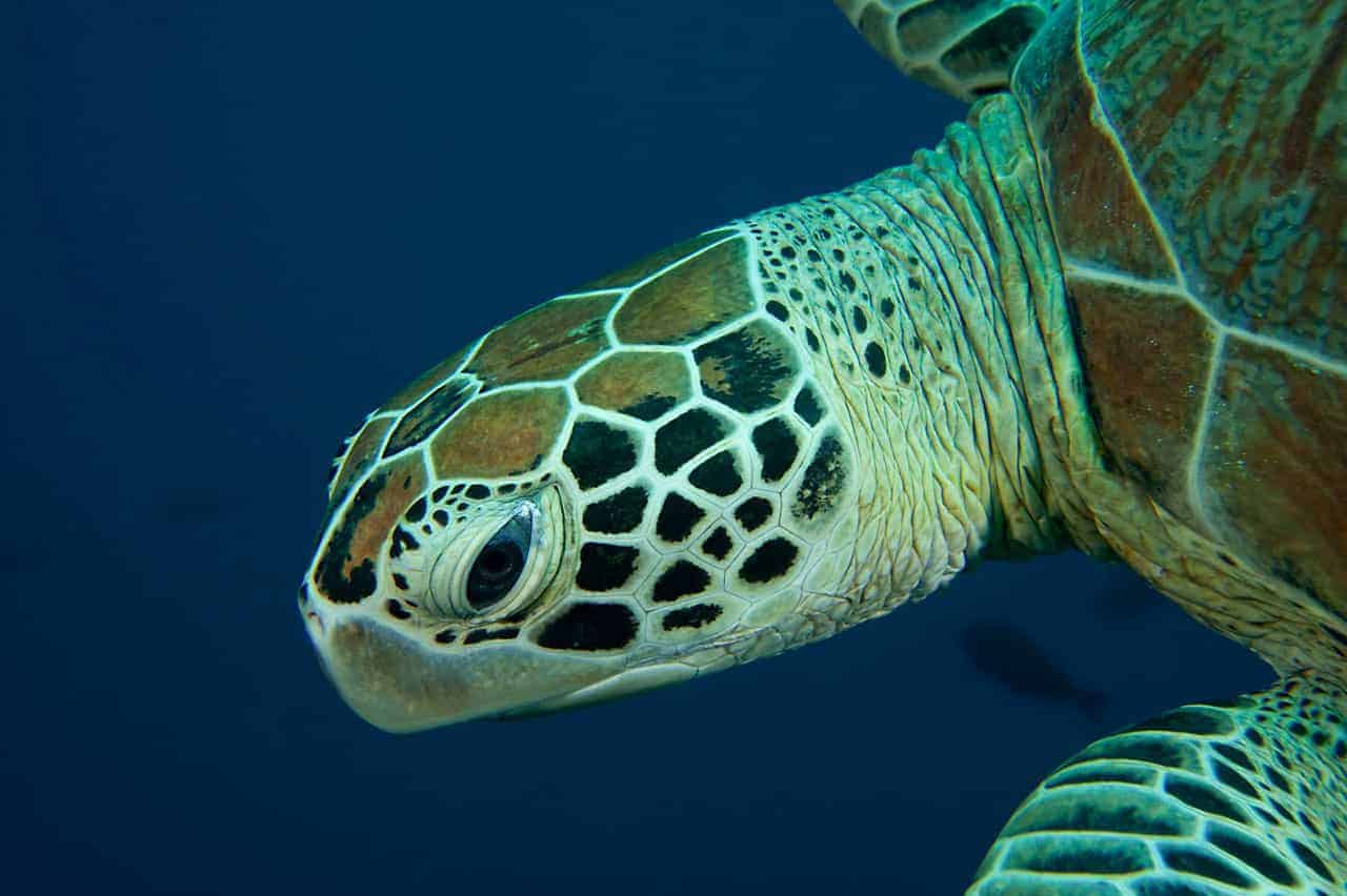 Grüne Meeresschildkröte, © by Jürgen Freund/ WWF-Canon
