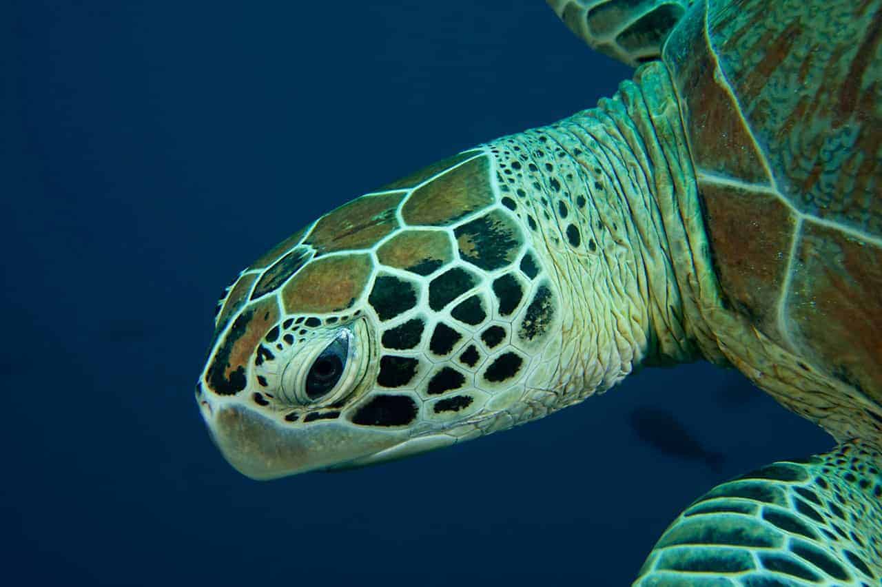 Grüne Meeresschildkröte, © by Jürgen Freund/ WWF-Canon Grüne Meeresschildkröte, © by Jürgen Freund/ WWF-Canon
