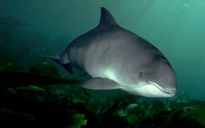 Höllenlärm in den Meeren: Von wegen „stiller Ozean“