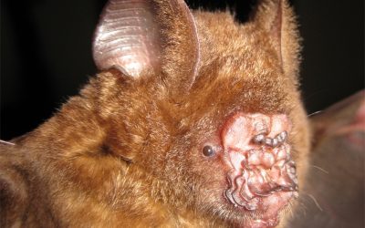 Skurrile neue Tiere in Asien entdeckt: Zorro-Schlangen und Fallschirm-Geckos