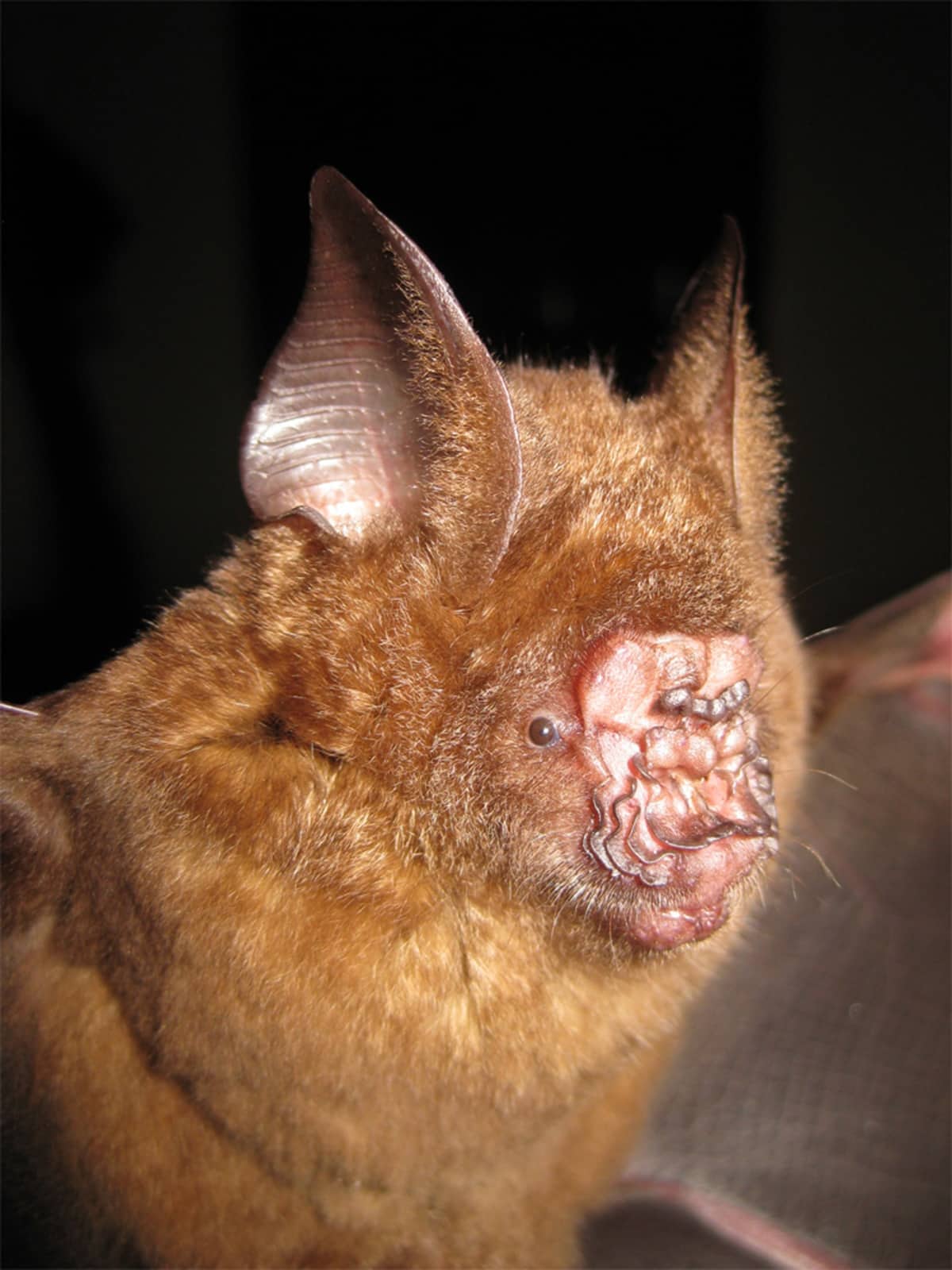 Blattnasenfledermaus