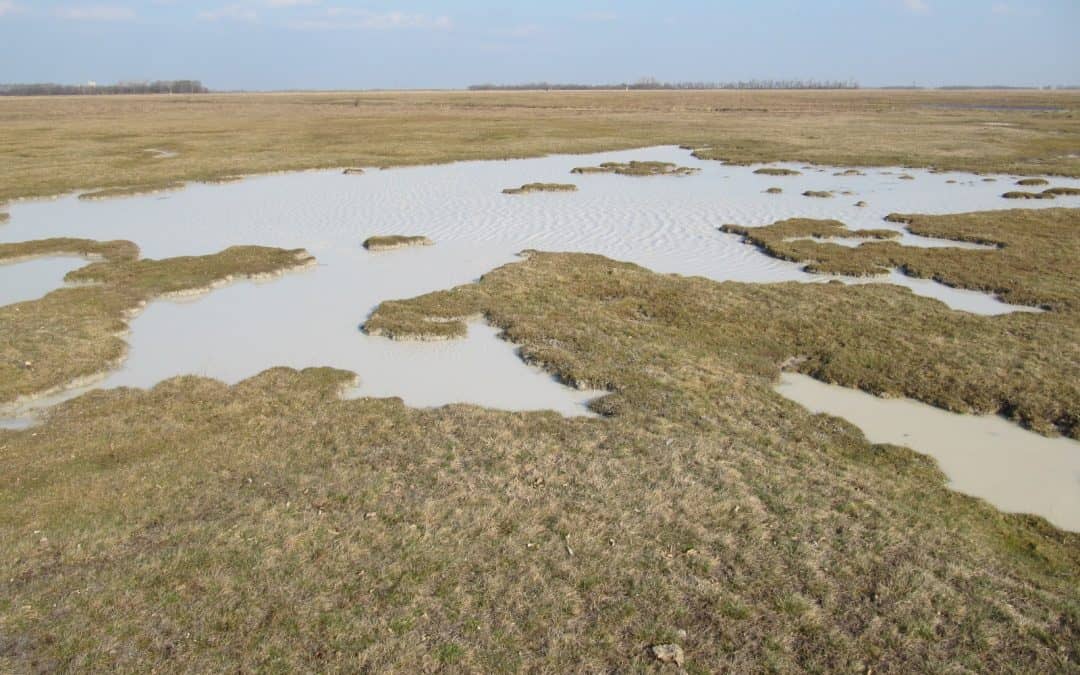 WWF und Coca-Cola starten internationales Renaturierungsprogramm in den Donauländern