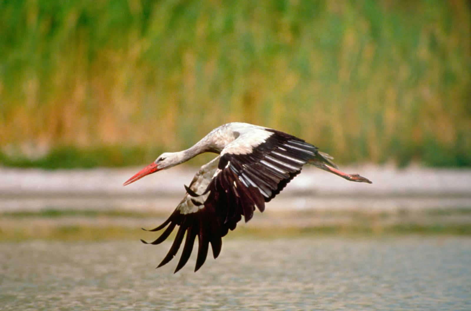 Weißstorch fliegend, © by P.Buchner/4nature Weißstorch fliegend, © by P.Buchner/4nature