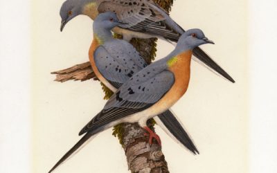 Heute vor 100 Jahren starb die Wandertaube aus