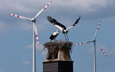 WWF: Neues Klimaschutz-Ranking muss Weckruf für Europa und Österreich sein