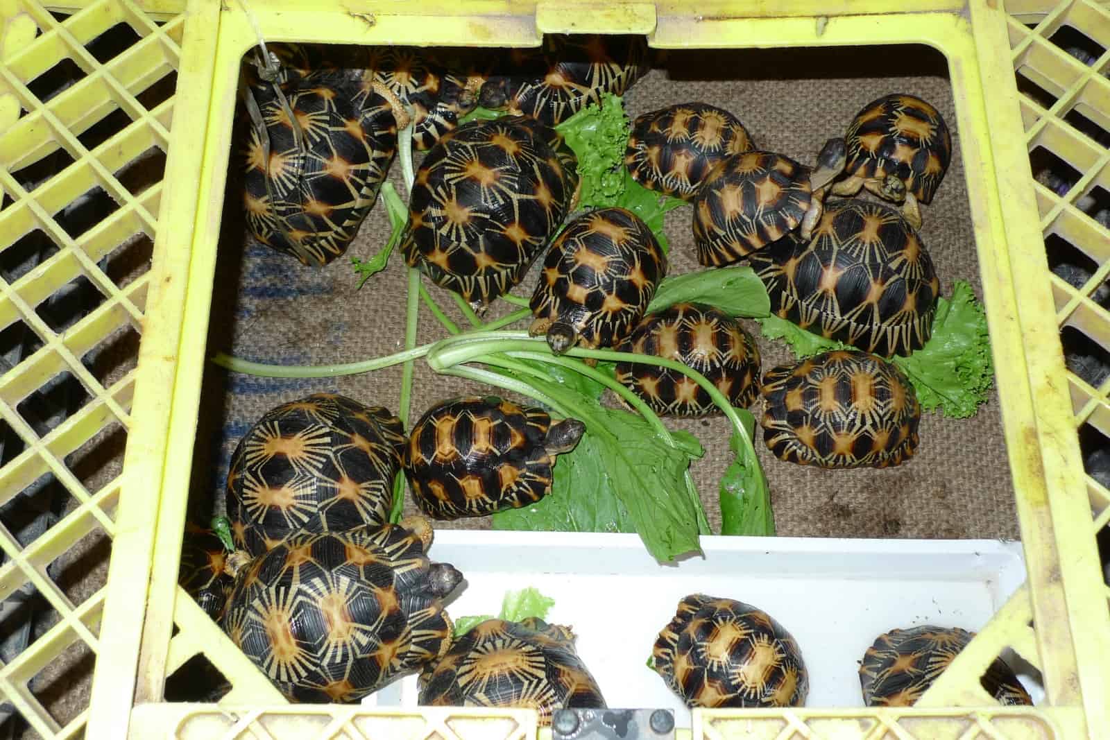 Schildkröten in der Auslage