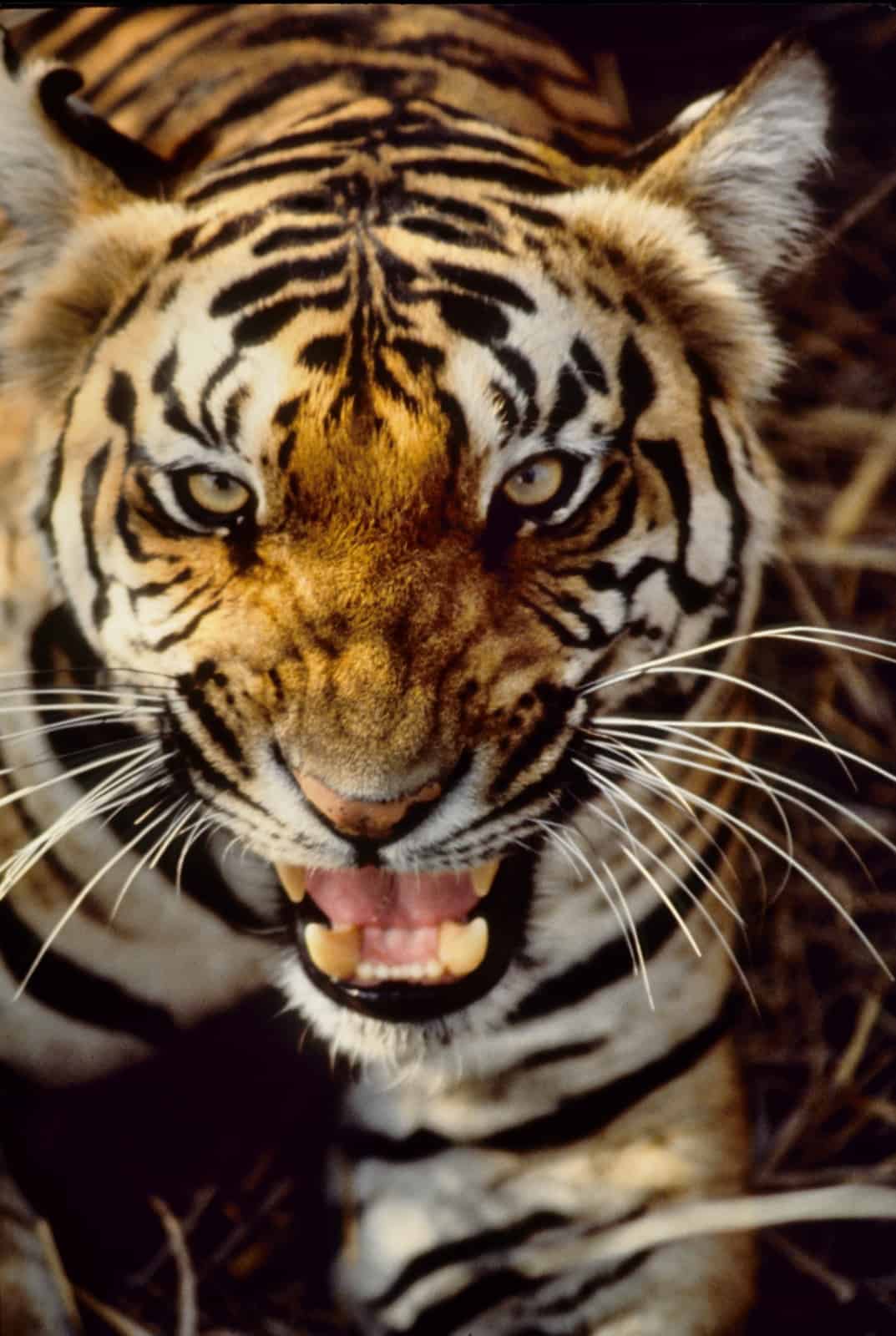 Indischer Tiger (Panthera tigris tigris)