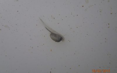 WWF freut sich über Zuchterfolg: Zukunft für die Störe der Donau