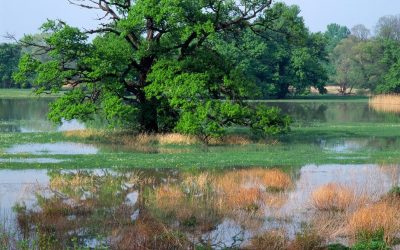 Neustart für den Naturschutz in Niederösterreich!