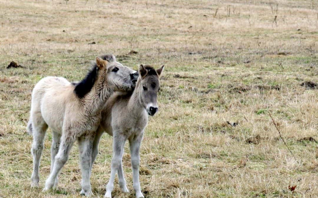 Neue Pferdeweide im Auenreservat