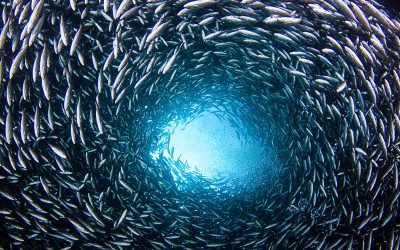 WWF: Nachhaltiger Fisch zum Fest