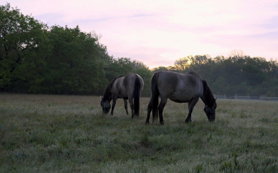 Die Konik-Pferde sind in Marchegg eingetroffen