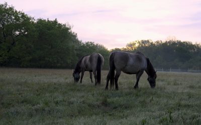 Die Konik-Pferde sind in Marchegg eingetroffen