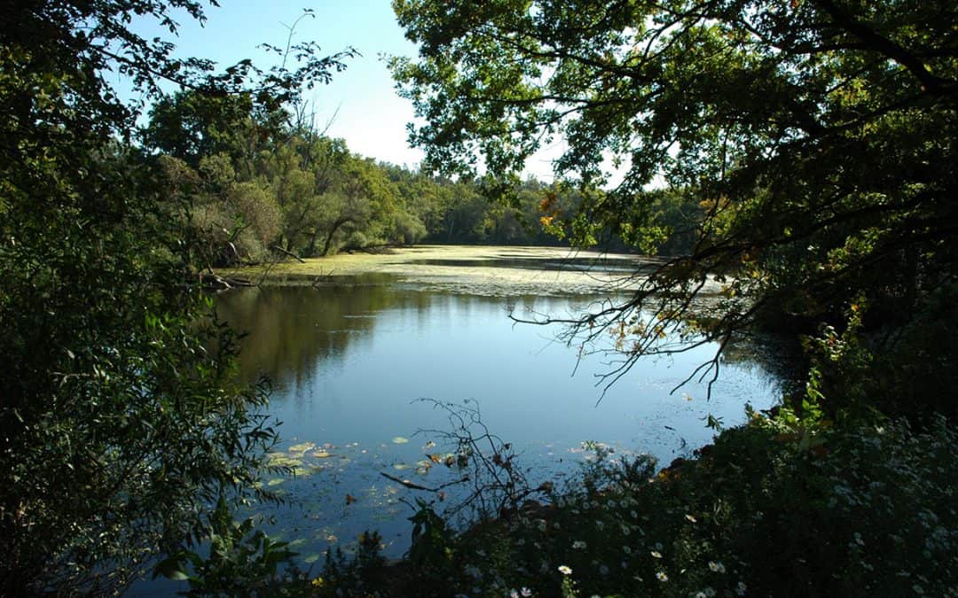 WWF Österreich: Marchfeld-Schnellstraße steht vor dem endgültigen Aus