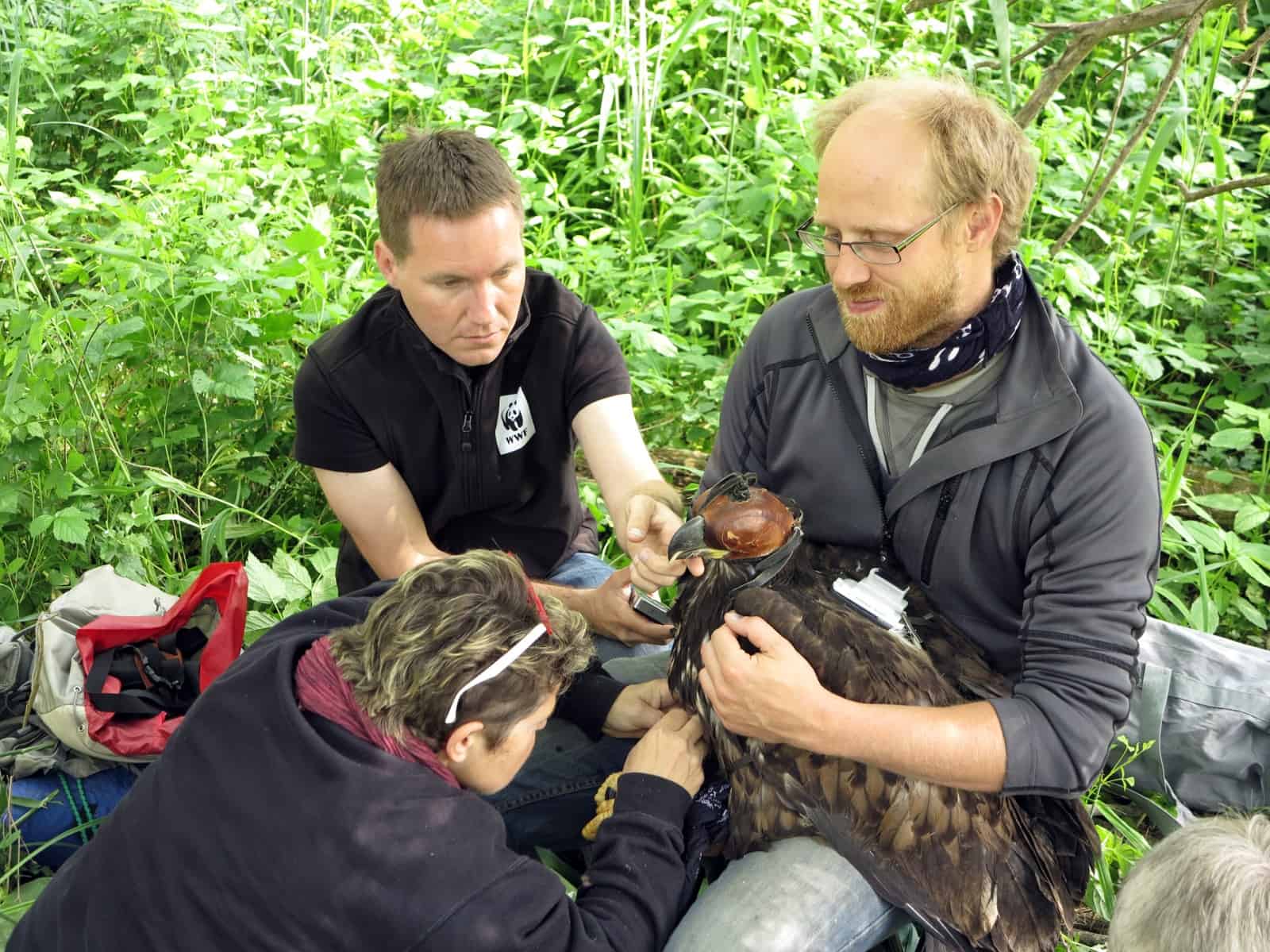 Seeadler Besenderung