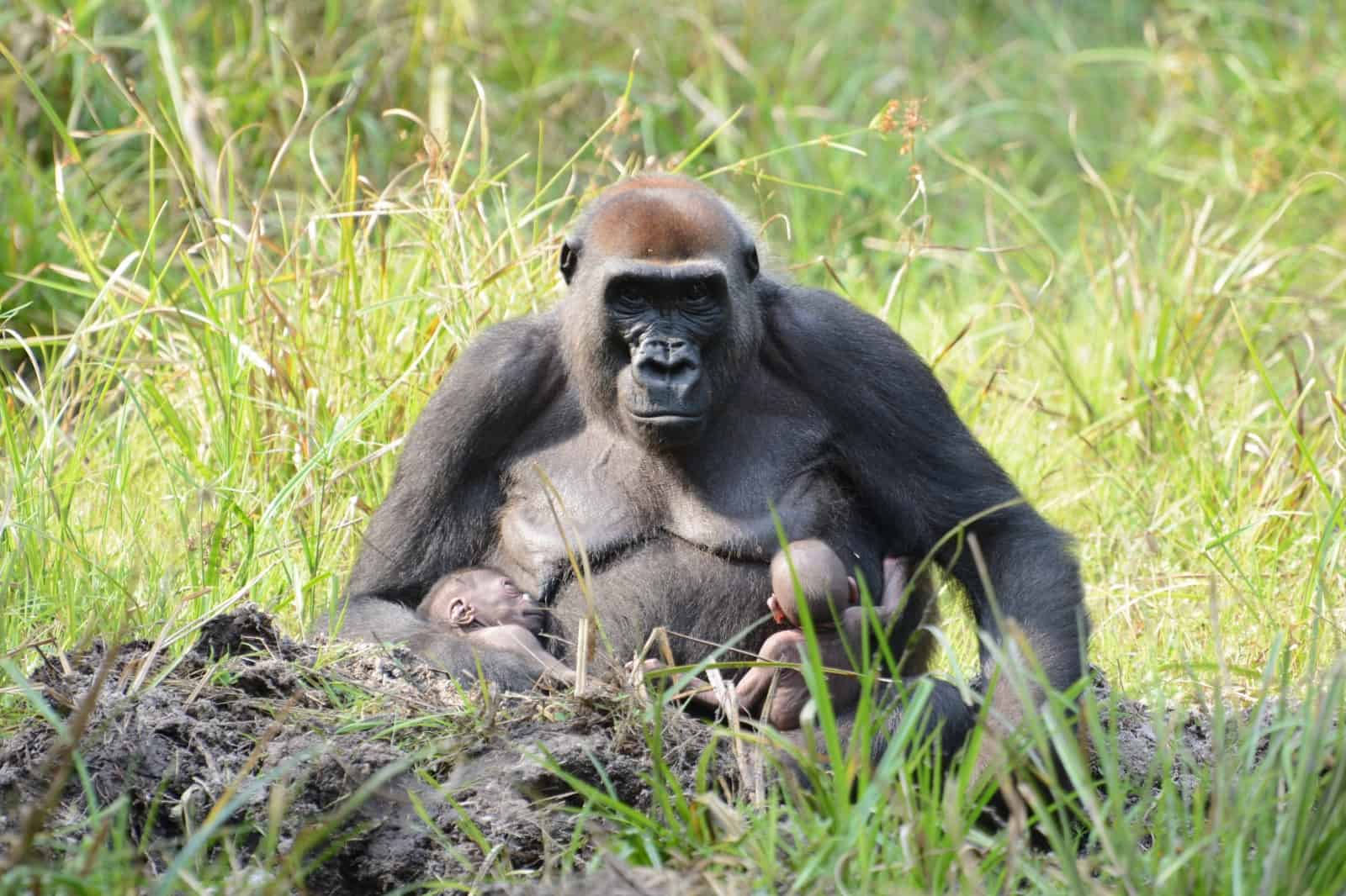 Flachlandgorilla-Mutter Malui mit ihren Zwillingen