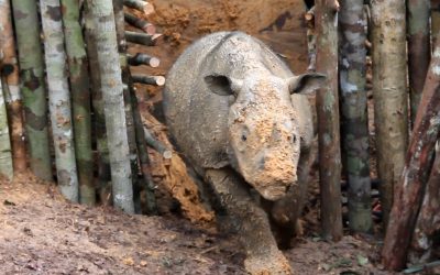Nashorn wiederentdeckt